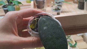 Хойи / июнь 2025 / Разговоры о фитильном поливе + цветение