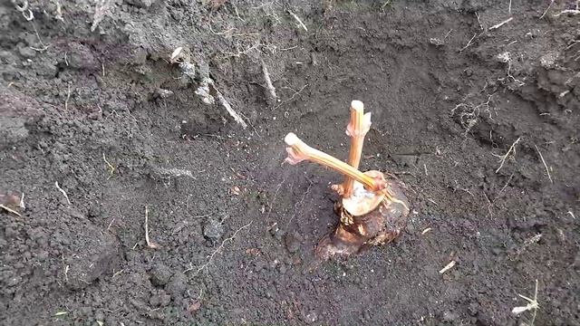 Подзимняя прививка винограда в штамб.
