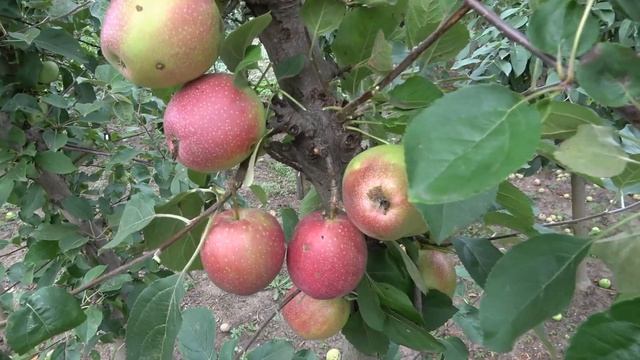 АМБАССИ, ЦЕЛЕСТЕ, ДЕЛЕЛА - клоны сорта ДЕЛЬБАРЕСТИВАЛЕ