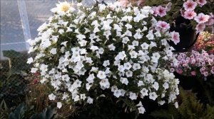 Петуния вегетативная Сурфиния Table White/Surfinia® Table White / Пе?