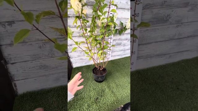 Гортензия🌟 Polar Bear(Полар Бир) смотреть онлайн