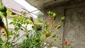 Самые Рабочие Народные Методы от Тли и Белокрылки — Д?