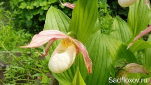 Венерины башмачки. Новинки и посадка