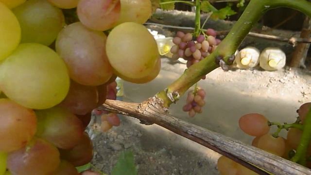 Виноград, з яким  я не подружився смотреть онлайн