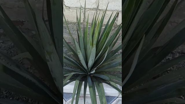 Обзор на мои растения, в июле 2025г. смотреть онлайн