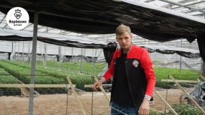 ХРИЗАНТЕМЫ 2024 Выращивание, уход.