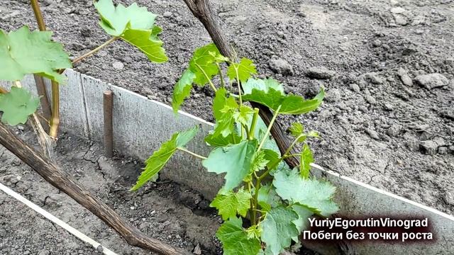 🍇 Побеги без растущей верхушки! Как получить из них н? смотреть онлайн
