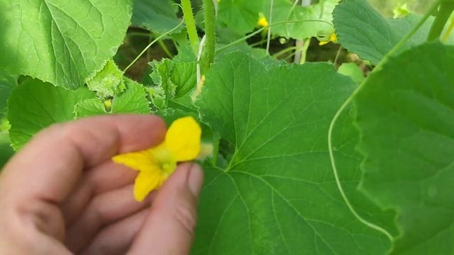 Выращиваем арбузы и дыни в средней полосе России. Арбу смотреть онлайн