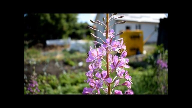 Иван-чай (кипрей) - польза и вред смотреть онлайн