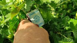 Крыжовник ТЕЛЕГРАФ - та ещё штучка из Англии! Омск, 24.06.2