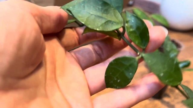 ПОСЫЛКА с НОВЫМИ ХОЙЯМИ 💚Hoya rotundiflora / Hoya phuwuaensis / Hoya cv. Reb смотреть онлайн