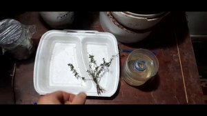 Чабрец (Тимьян) !!! Лучший способ размножения. 55 серия.