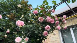 Роза Эден Роуз ( Rose Eden Rose) или Пьер де Ронсар ( Rose Pierre de Ron