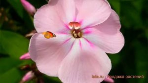 Флокс метельчатый Цвет Яблони (phlox paniculata) 🌿 обзор: как