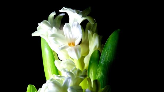 КАПЛЯ ПОД ВСЕ ЦВЕТЫ В ДОМЕ! ЦВЕТУТ ВОЛШЕБНО, РАСТУТ БЫС смотреть онлайн