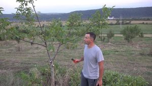 Обрезка ореха. Летняя обрезка №18