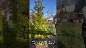 Как создать живую изгородь из туи Брабант