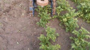 ОКУЧИВАНИЕ КАРТОФЕЛЯ МОТОБЛОКОМ С ДИСКОВЫМ ОКУЧНИКОМ