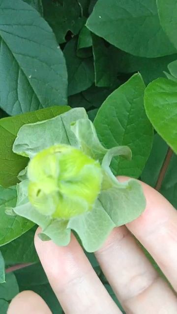 Кобея,самая красивая лиана смотреть онлайн