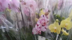 ОРХИДЕИ УЦЕНКА / ОРХИДЕИ РАСПРОДАЖА ЭПИЦЕНТР /ОРХИДЕИ