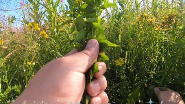 ИВАН-ЧАЙ. История. Целебные свойства. Заготовка. смотреть онлайн