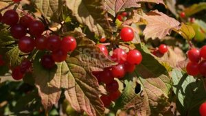 Калина – Лекарь от 100 Болезней! Полезные Свойства, Рец?