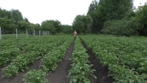 Окучивание картофеля и чуток про огород 2025г