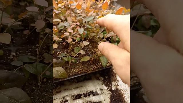 сити ферма голубики и клубники в Сибири 2 смотреть онлайн