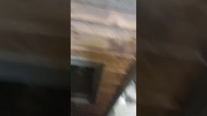 Зубатка домашнего копчения на дубе и ольхе.