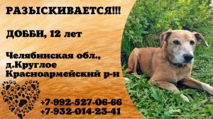 Пропала собака! ДОББИ, 12 лет. Челябинская обл., д.Круглое.