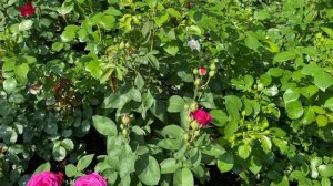 РОЗЫ. НАЧАЛО ЦВЕТЕНИЯ РОЗ 2025!