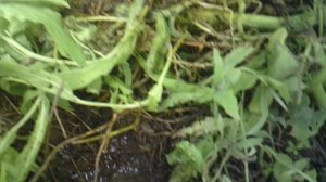 Обзор: "ПсевдоНЕуспешность эксперимента дополнительного укоренения тыквы сорта "Улыбка"