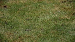 Как ухаживать за газоном в теплую зиму? Секреты правил