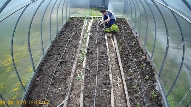 Посадка рассады помидор, перцев и огурцов в теплицу. смотреть онлайн