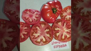 Томаты : Штамбовый король и Штамбовая королева , Китай?