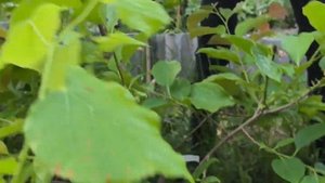 Азимина и хурма в Беларуси после майских заморозков, в