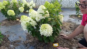 КАК УБЕРЕЧЬ метельчатые гортензии ОТ ЖАРЫ // Самый про?