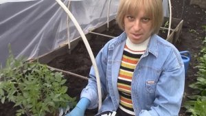 посадка ранних томатов в теплые грядки