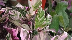 🌸ЛЕМАНА ПРО🌿ОБЗОР ЦВЕТОВ🌸июнь 2025