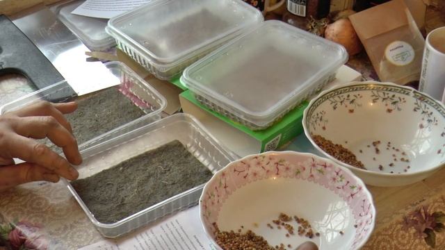 Микрозелень. Как вырастить МИКРОЗЕЛЕНЬ дома. Лучший м?