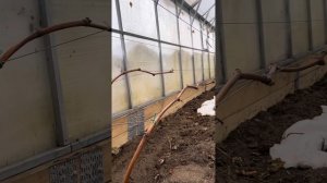 Заложил опыт по зимостойкости сорта винограда Изумле?