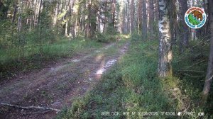 10.08.2025.Рысь.Заповедник Большая Кокшага.Хищник в дневное время идет по лесной дороге