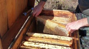 Изоляция маток, минус шесть маток!