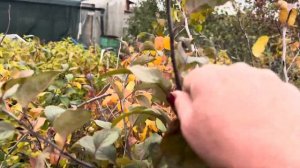 Как отличить яблоню от груши 🍐. Плодовые почки урожай