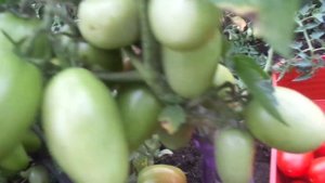 УРОЖАЙНЫЙ ТОМАТ ЧЕЛНОК! РЕКОМЕНДУЮ НАЧИНАЮЩИМ ЗАНЯТЫ