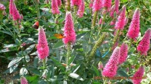 Вероника колосковая Хайдекинд (veronica heidekind) 🌿 обзор: ка