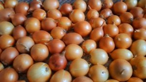 КАК СОХРАНЯТЬ РЕПЧАТЫЙ ЛУК В КВАРТИРЕ ДО ВЕСНЫ