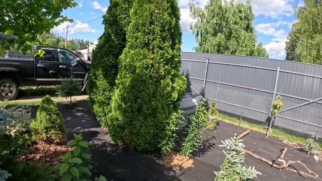 Новинка🔥Клумба почти готова! Редкие хвойные!🌲Обзор смотреть онлайн