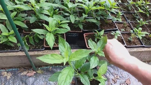 Саженцы гортензий. СОРТА, ЦВЕТЕНИЕ #саженцыгортензий ?