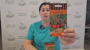 Лучшие сорта урожайного, сладкого перца толстостенно?